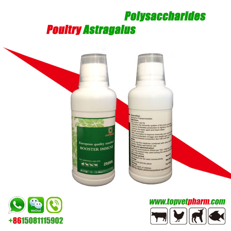 Astragalus Polysaccharide Solution /  Powder