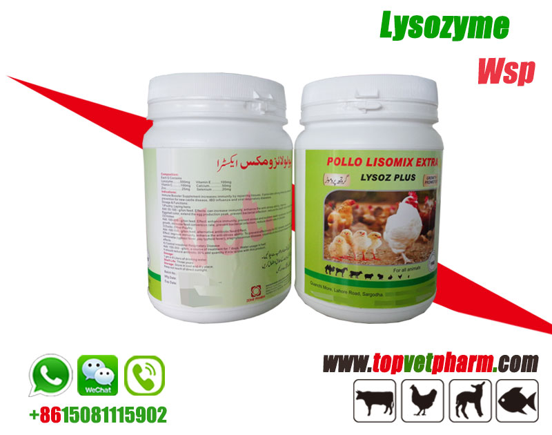 Lysozyme Water Soluble Powder