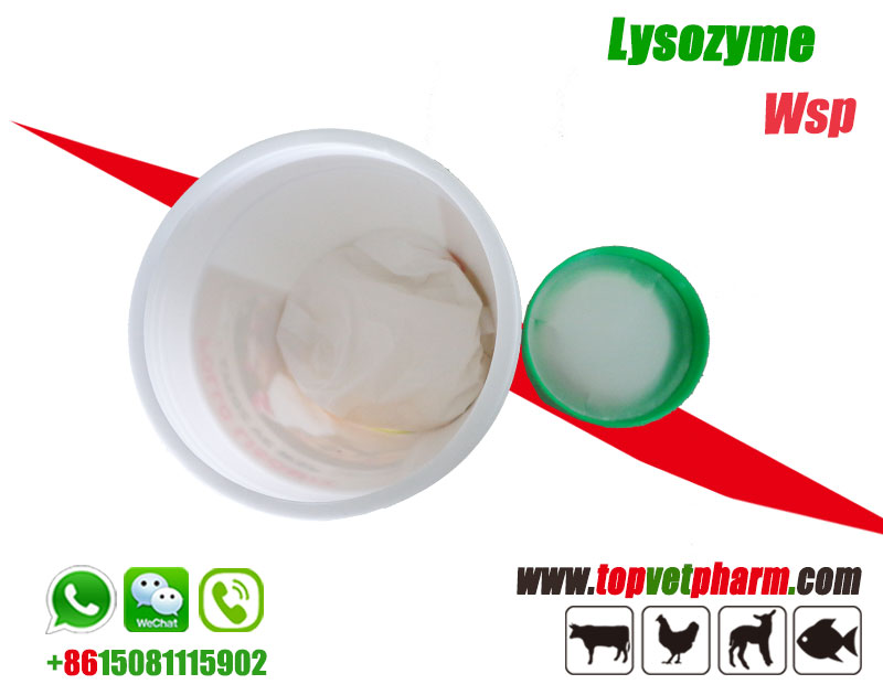 Lysozyme Water Soluble Powder