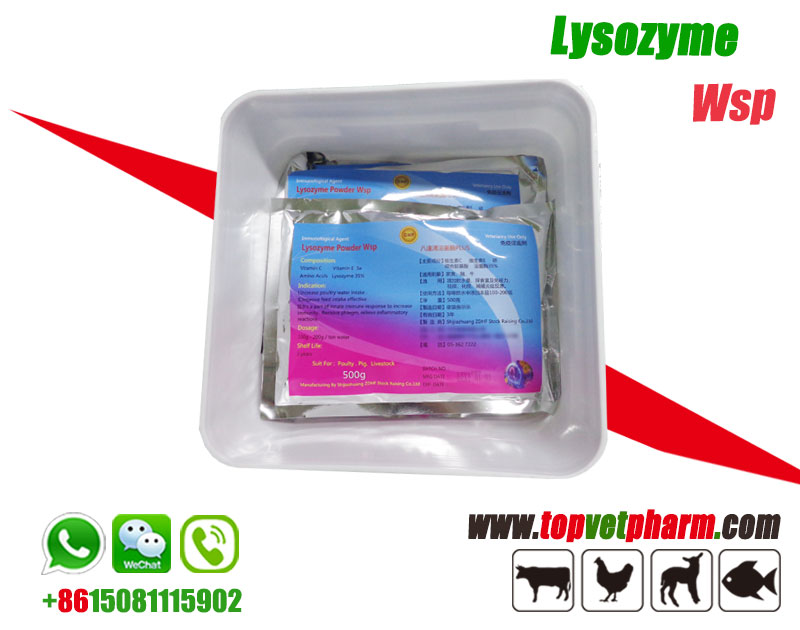 Lysozyme Water Soluble Powder