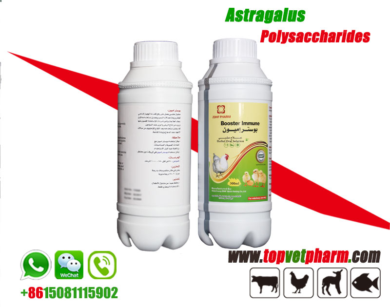 Astragalus Polysaccharide Solution /  Powder