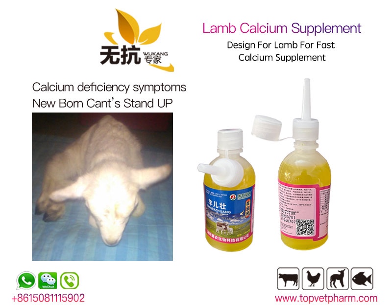 Lamb Calcium Supplement